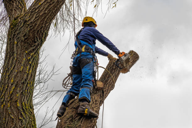 Best Tree Trimming Near Me  in USA